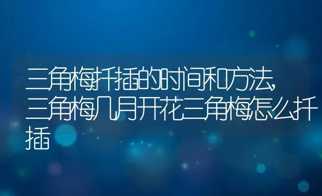 三角梅扦插的时间和方法,三角梅几月开花三角梅怎么扦插 | 养殖常见问题