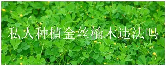 私人种植金丝楠木违法吗 | 生活常识