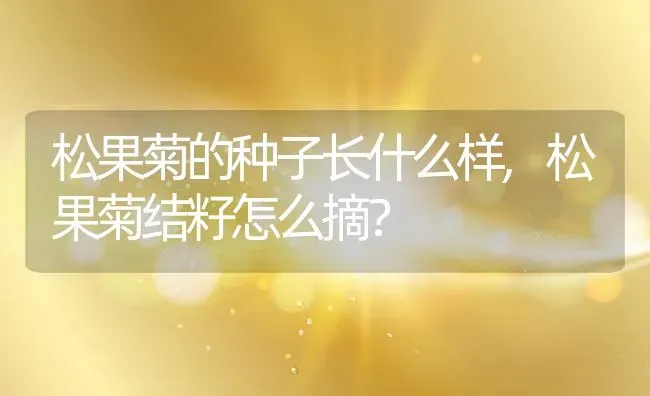 松果菊的种子长什么样,松果菊结籽怎么摘？ | 养殖常见问题