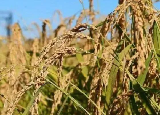 植物常识问题|水稻稻瘟病有哪些症状（水稻稻瘟病发生情况及原因）