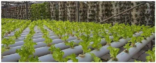无土大棚蔬菜种植技术 | 农业常识