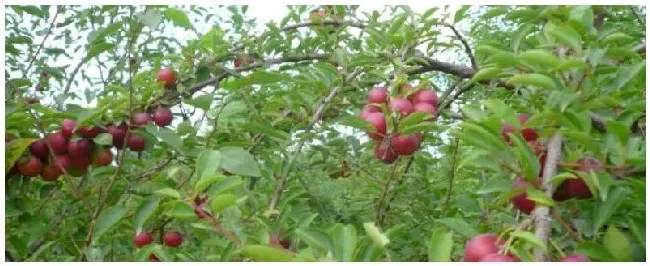 钙果苗适合什么地方种植什么时候发芽 | 生活常识