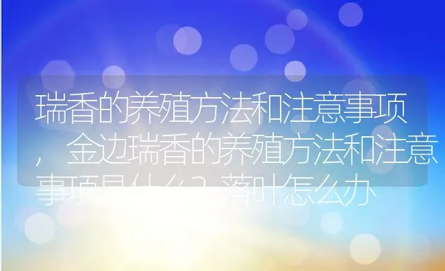 瑞香的养殖方法和注意事项,金边瑞香的养殖方法和注意事项是什么？落叶怎么办 | 养殖常见问题