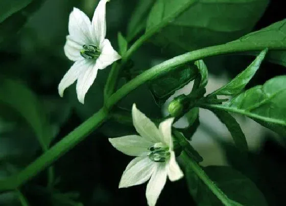 植物常识问题|夏天不能在家里养护的花卉植物