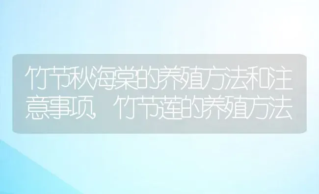 竹节秋海棠的养殖方法和注意事项,竹节莲的养殖方法 | 养殖常见问题