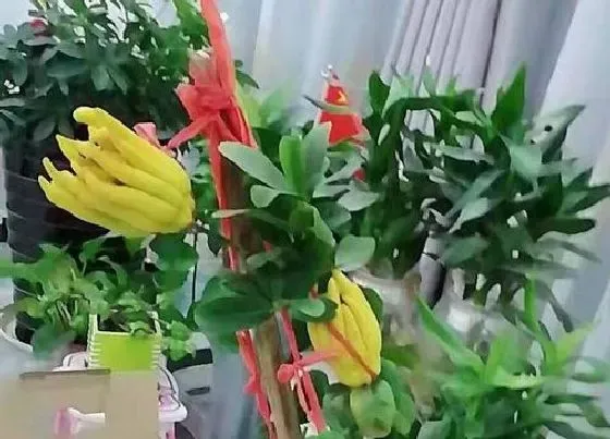 植物常识问题|怎么养护才能让佛手开花结果