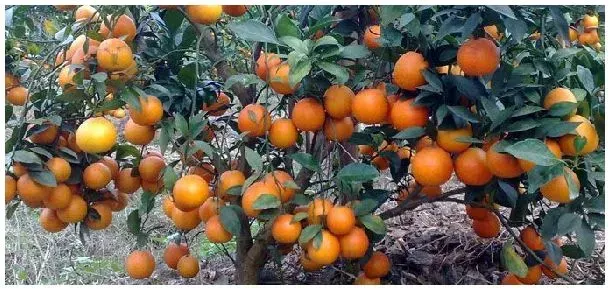 乙蒜素伤柑橘花果吗 | 农业问题