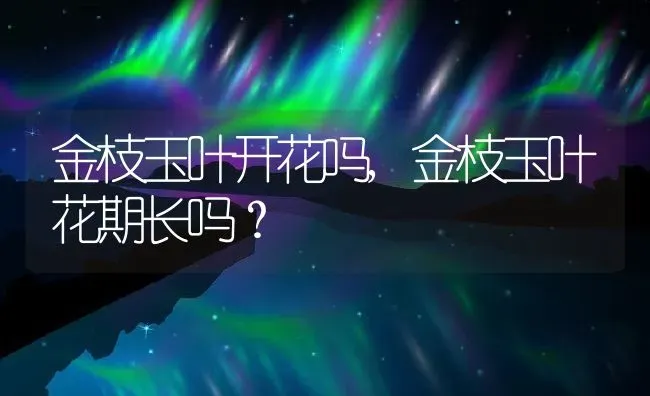 金枝玉叶开花吗,金枝玉叶花期长吗？ | 养殖常见问题