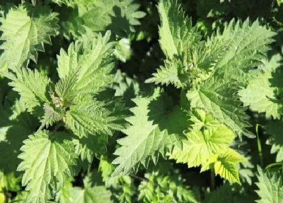 植物常识问题|荨麻草长什么样子  生长在什么地方