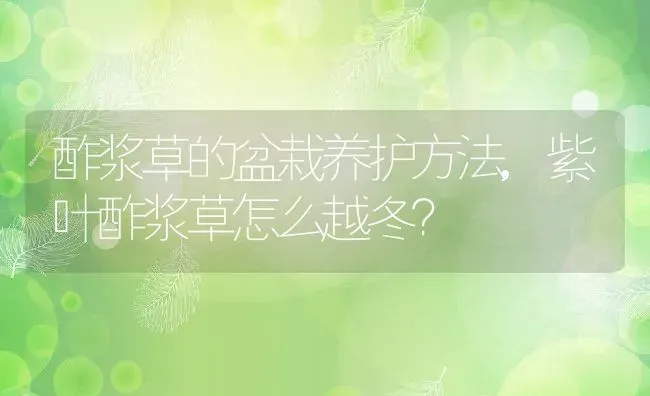 酢浆草的盆栽养护方法,紫叶酢浆草怎么越冬？ | 养殖常见问题