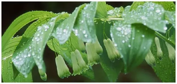 黄精开花季节 | 生活常识