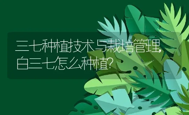 三七种植技术与栽培管理,白三七怎么种植？ | 养殖常见问题