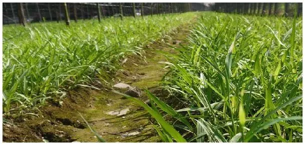 利用白芨种子快速繁殖小苗的方法 | 农业问题