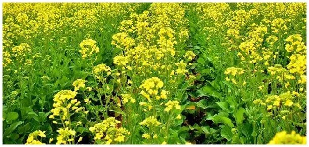 油菜发芽温度 | 科普知识