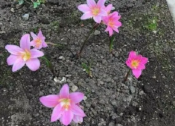 植物常识问题|风雨兰叶片油绿开花多是如何养护的