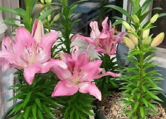 植物常识问题|生孩子送什么花比较好 看望产妇送什么鲜花合适