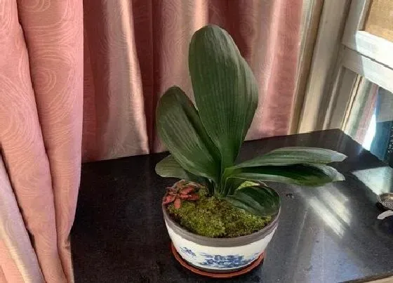 植物常识问题|君子兰换盆之后的施肥方法