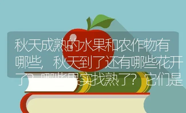 秋天成熟的水果和农作物有哪些,秋天到了还有哪些花开了?哪些果实找熟了?它们是什么样的?写清楚？ | 养殖常见问题