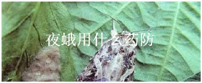 夜蛾用什么药防 | 农业常识