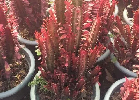 植物常识问题|根部腐烂的红龙骨如何扦插
