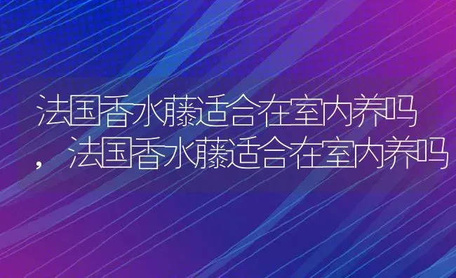 法国香水藤适合在室内养吗,法国香水藤适合在室内养吗 | 养殖常见问题