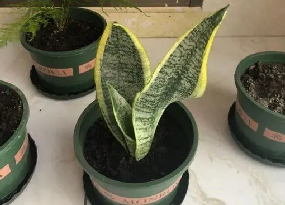 植物常识问题|虎皮兰夏天如何养护生长旺盛