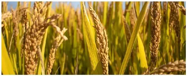 南亚的主要粮食作物 | 三农问答