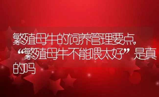 繁殖母牛的饲养管理要点,“繁殖母牛不能喂太好”是真的吗 | 养殖常见问题