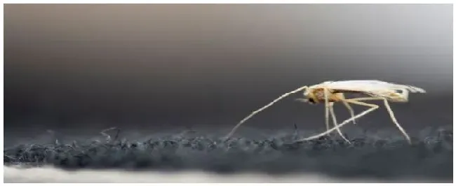 蚊子是害虫还是益虫 | 农业问题