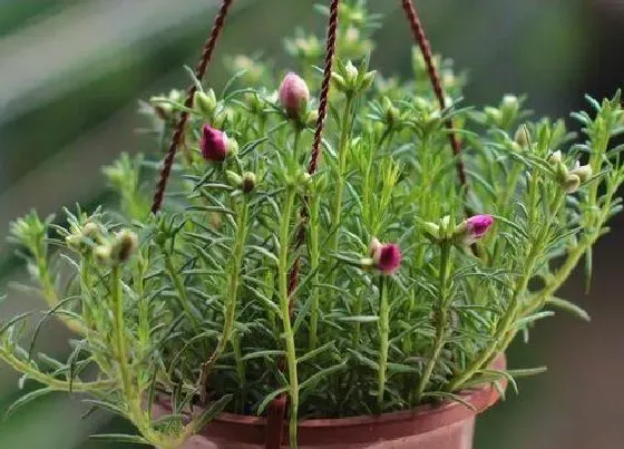 植物常识问题|太阳花适合什么土壤