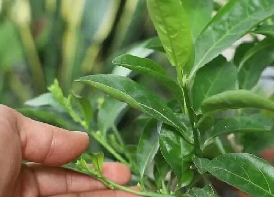 植物常识问题|夜来香如何修剪和防治病虫害