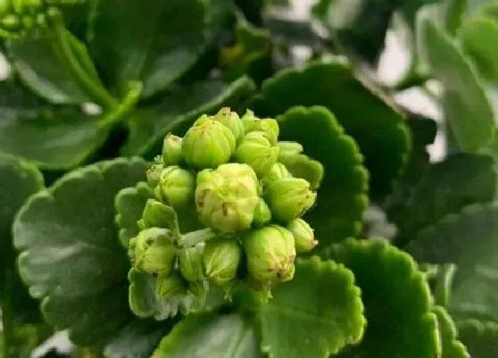 植物常识问题|伽蓝菜和长寿花的区别