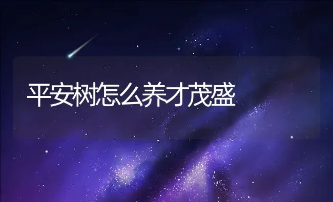 平安树怎么养才茂盛 | 养殖常见问题