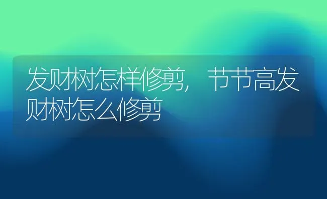 发财树怎样修剪,节节高发财树怎么修剪 | 养殖常见问题