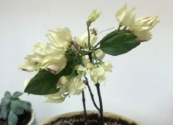 植物常识问题|怎样正确的养好龙吐珠 有哪些养护技巧