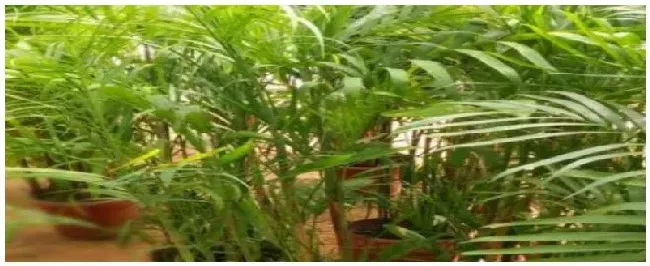 夏威夷竹子怎么浇水 | 三农问答