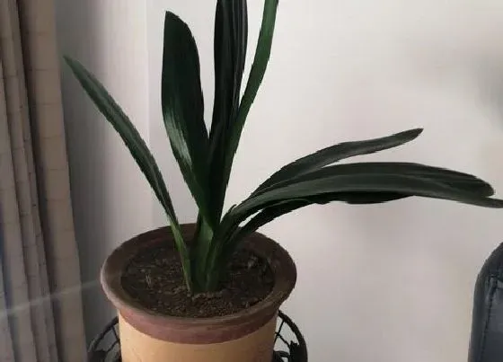 植物常识问题|君子兰换盆之后的施肥方法