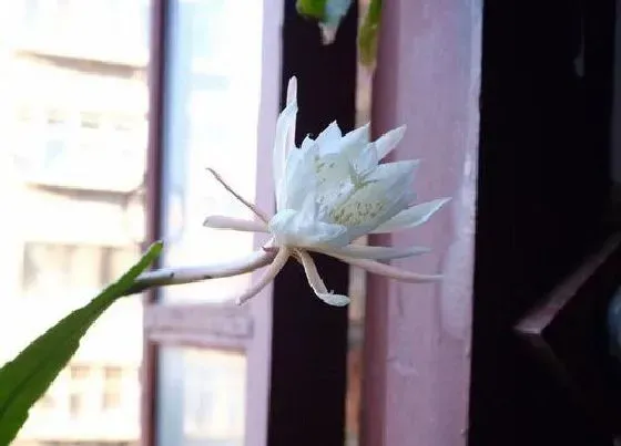 植物常识问题|昙花开花只有3到4小时是为了什么 开花时间大约有多久