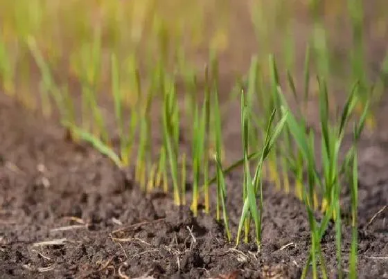 植物常识问题|北方种麦子的最佳时间 北方麦子什么时候种什么时候收