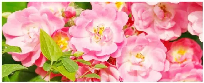 蔷薇花什么时候可以剪枝 | 农业问题