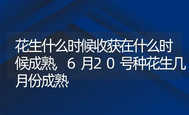 花生什么时候收获在什么时候成熟,6月20号种花生几月份成熟 | 养殖常见问题