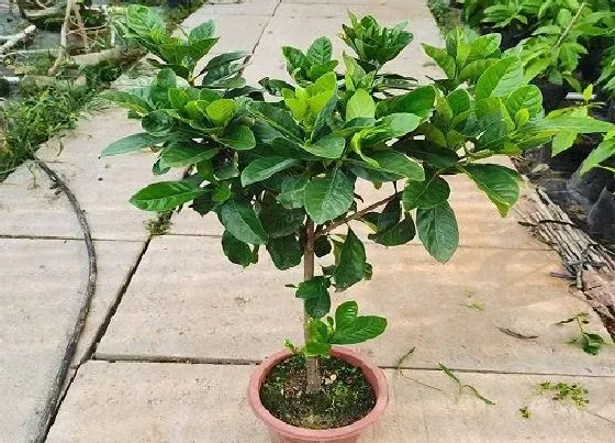 植物常识问题|栀子花叶片泛黄常见的原因有哪些