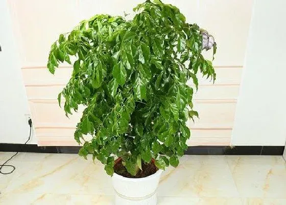 植物常识问题|植物正确的浇水时间以及早晚浇水的区别