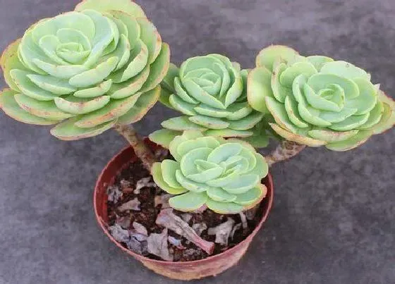 植物常识问题|多肉的种植方法和养护