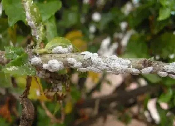 植物常识问题|花卉养护中蚧壳虫的处理方法