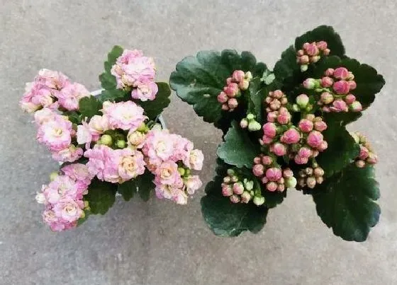 植物常识问题|长寿花休眠期如何养护状态好