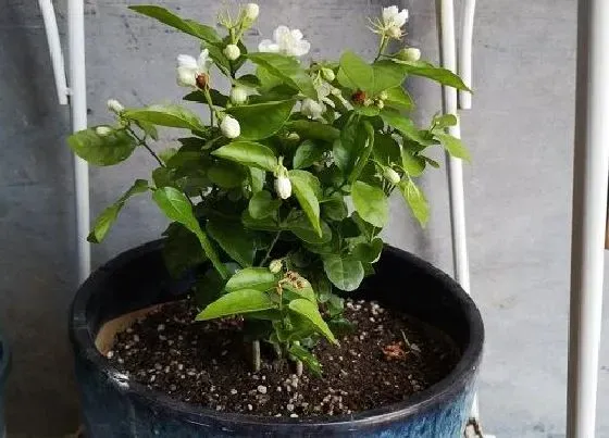 植物常识问题|春季养茉莉花如何促根