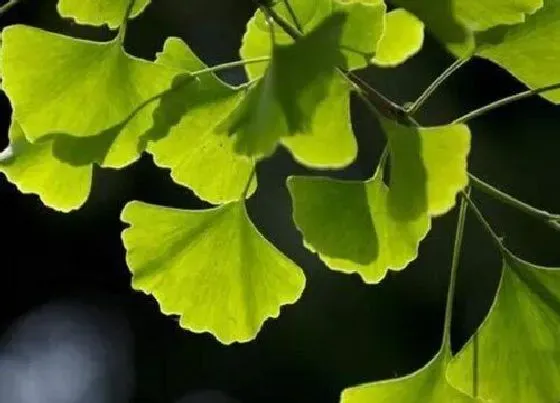 植物常识问题|银杏叶的寓意和象征风水 银杏叶的花语代表什么象征意义