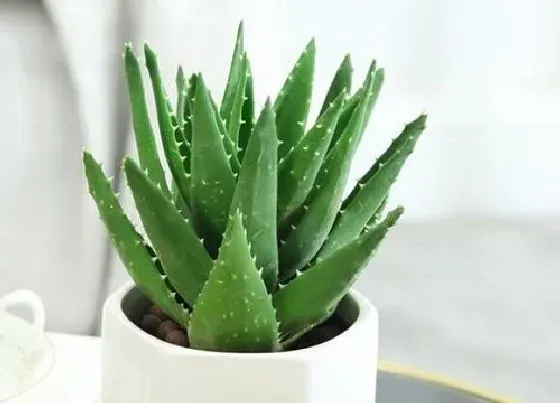 植物常识问题|芦荟品种