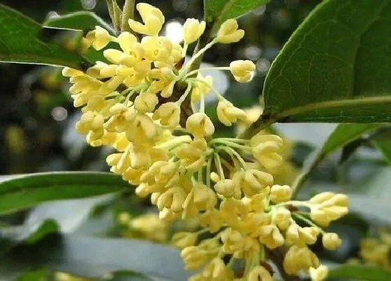 植物常识问题|花中最香的花是什么花 四季里开花香味浓的花卉